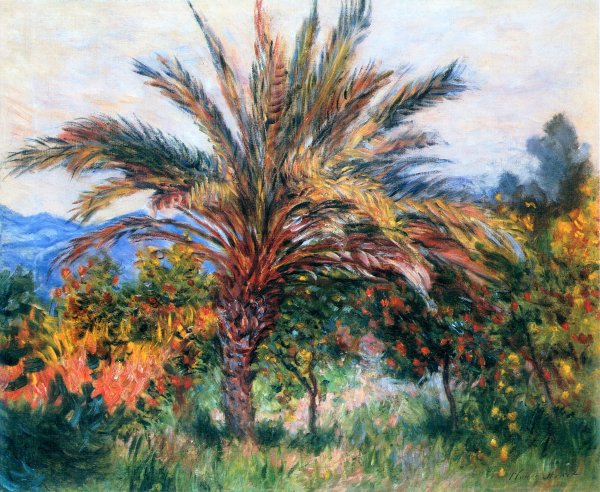 A Palm Tree At Bordighera