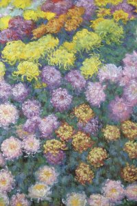 Massif de chrysanthemes